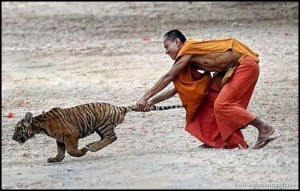 Guy Pulling On Tiger's Tail