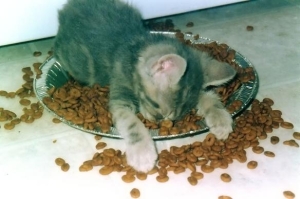 Cute Kitten Asleep In Food