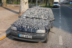 bird droppings car