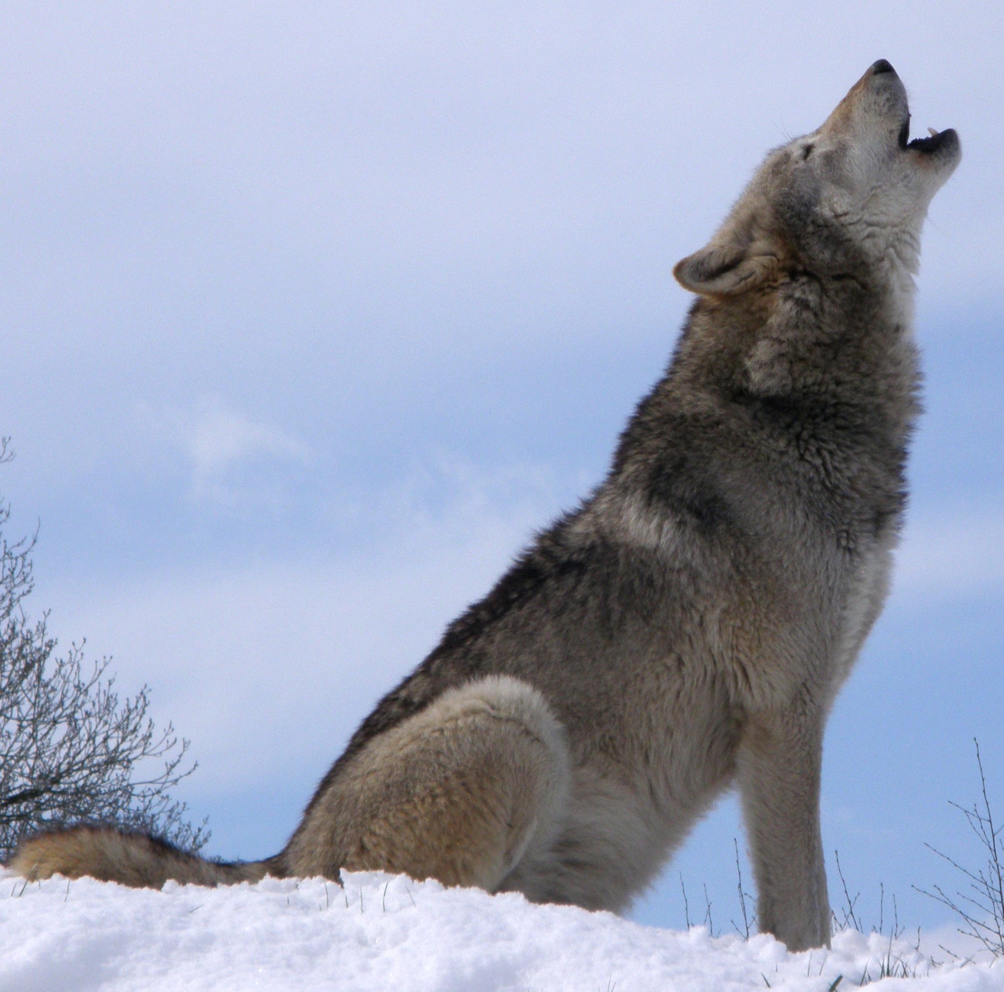 wolf-howl-snow.jpg